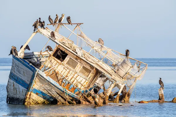 Des cormorans sur un bateau échoué à Djerba