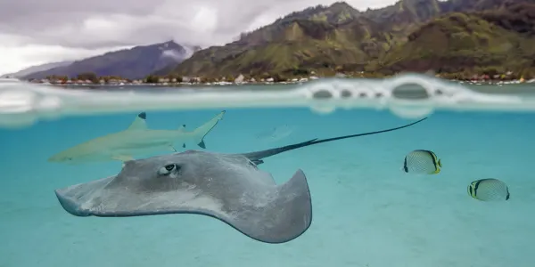 Une raie dans le lagon de Moorea, face à Tahiti